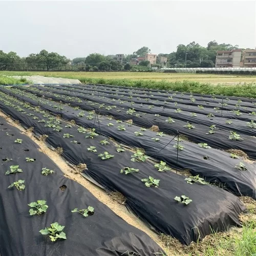 black_agrofiber3-500x500 Агроволокно чорне Agreen щільність 50 (1,07х100 м) з перфорацією 2 отвори