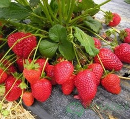 Зображення2 Саджанці Кабрілло